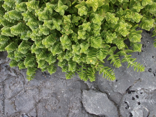 Fotografie Wild green plants form intricate recursive patterns against a stone background