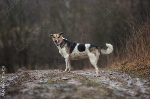 Mixed breed dog at walk on dirty country road