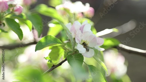Spring apple flowers on apple branch trees blossom in the garden.
Honey bees collecting pollen from an apple blossom flower.