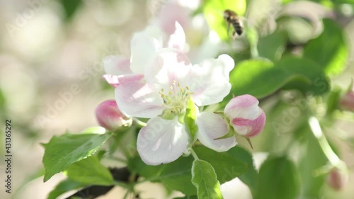 Spring apple flowers on apple branch trees blossom in the garden.
Honey bees collecting pollen from an apple blossom flower.
