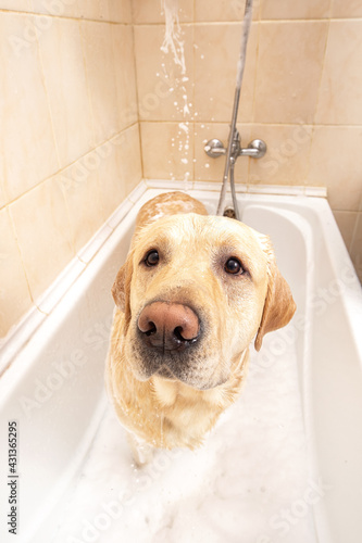A dog taking a shower with soap and water © Alexandr