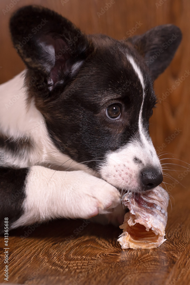 A small beautiful dog with a bone, a breed of corgi cardigan