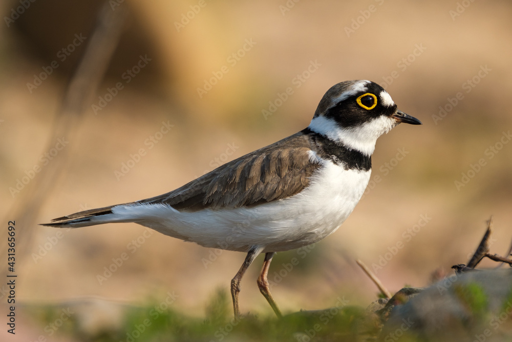 Fototapeta premium Flussregenpfeifer