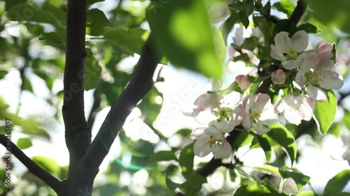 Spring apple flowers on apple branch trees blossom in the garden.
Honey bees collecting pollen from an apple blossom flower.
