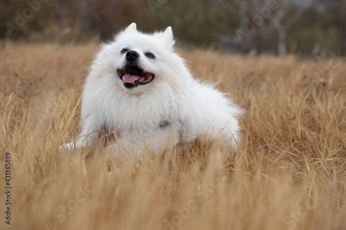 Wonderful one white Japanese Spitz dog in nature background. Animals life. Family fun puppy pet. Close up.