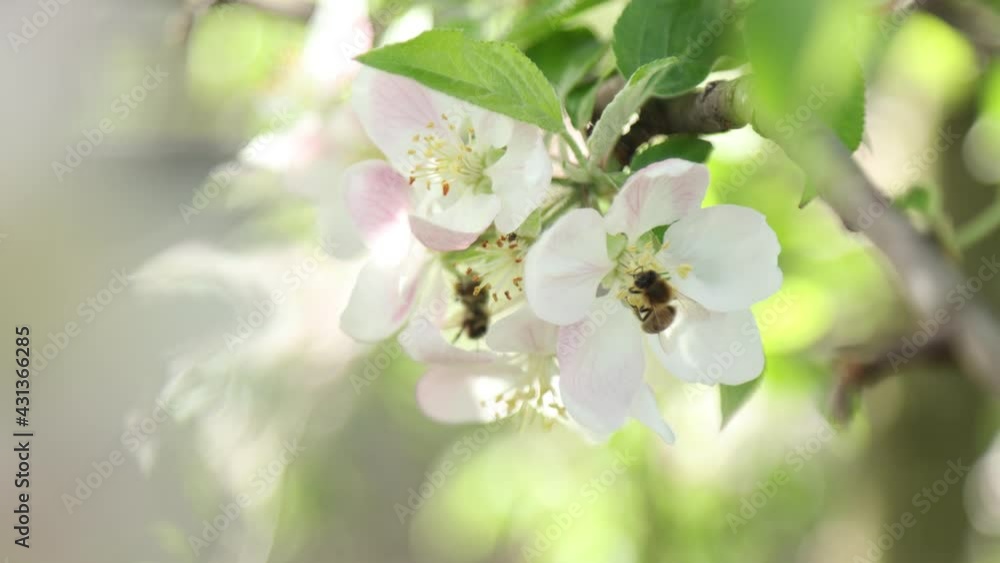 Spring apple flowers on apple branch trees blossom in the garden.
Honey bees collecting pollen from an apple blossom flower. Spring apple flowers on apple branch trees blossom in the garden.
Honey bees collecting pollen from an apple blossom flower.