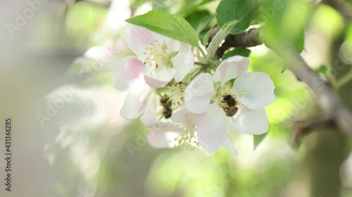Spring apple flowers on apple branch trees blossom in the garden.
Honey bees collecting pollen from an apple blossom flower.