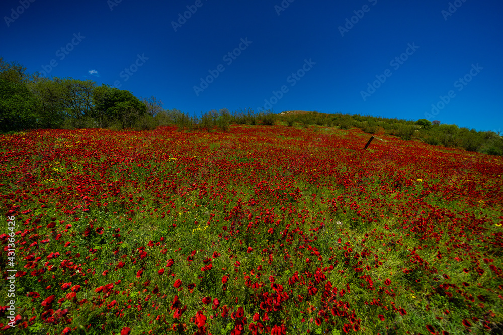 Red poppy flowers ina meadow