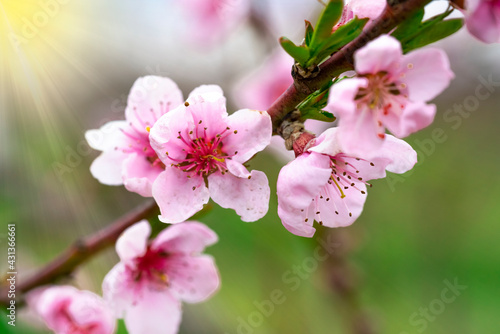 Pink Peach Blossoms Close Up