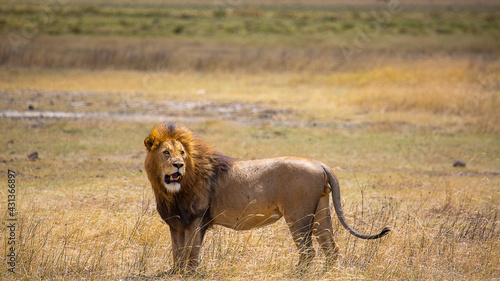 Canvas Print lion in African field