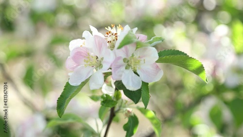 Spring apple flowers on apple branch trees blossom in the garden.
Honey bees collecting pollen from an apple blossom flower.