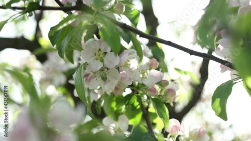 Spring apple flowers on apple branch trees blossom in the garden.
Honey bees collecting pollen from an apple blossom flower.