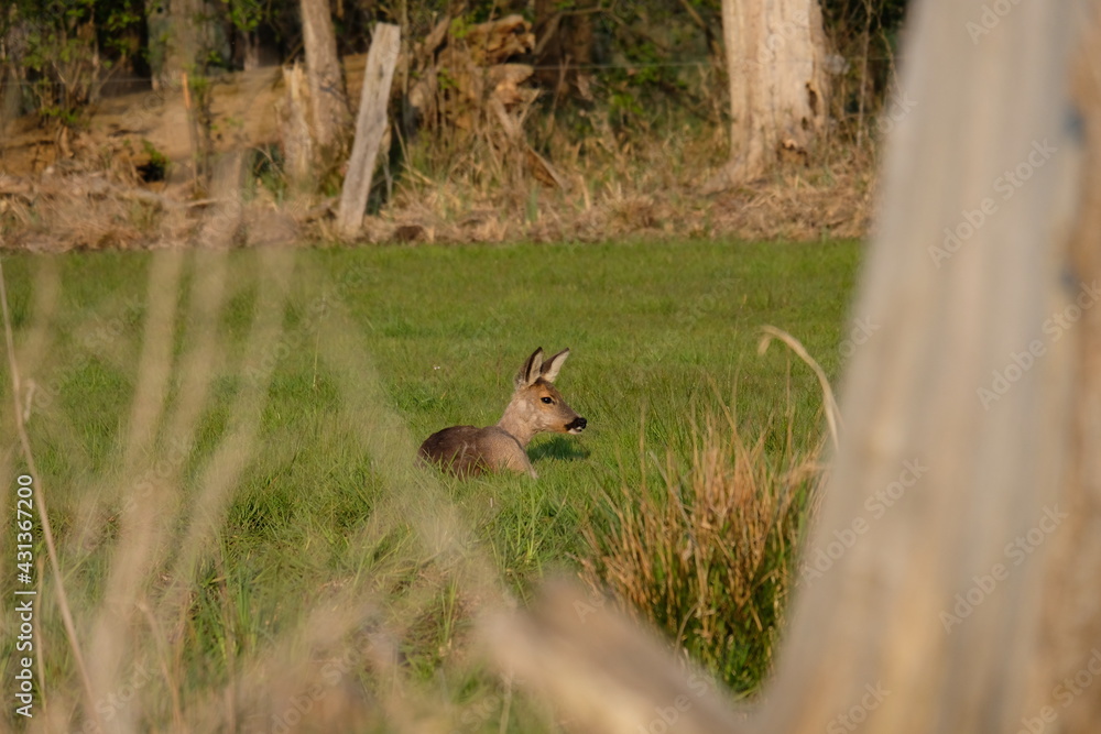 Reh im Gras Reh im Gras