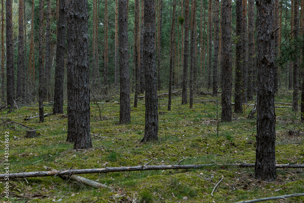 Obraz premium Green spring forest, landscape, background