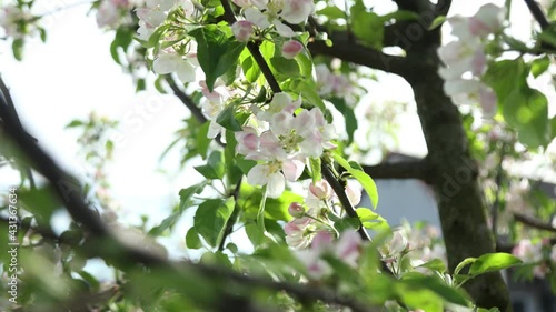 Spring apple flowers on apple branch trees blossom in the garden.
Honey bees collecting pollen from an apple blossom flower.