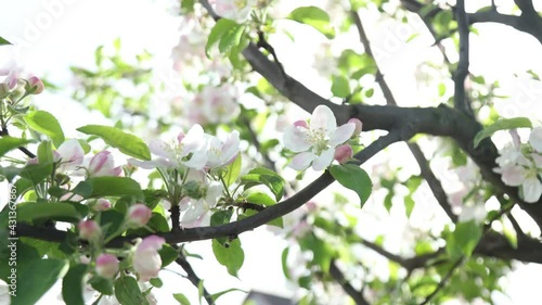 Spring apple flowers on apple branch trees blossom in the garden.
Honey bees collecting pollen from an apple blossom flower.