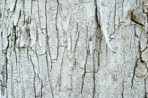 Old wood cracked texture, Seamless tree bark texture, Endless wooden background for web page fill or graphic design.	
