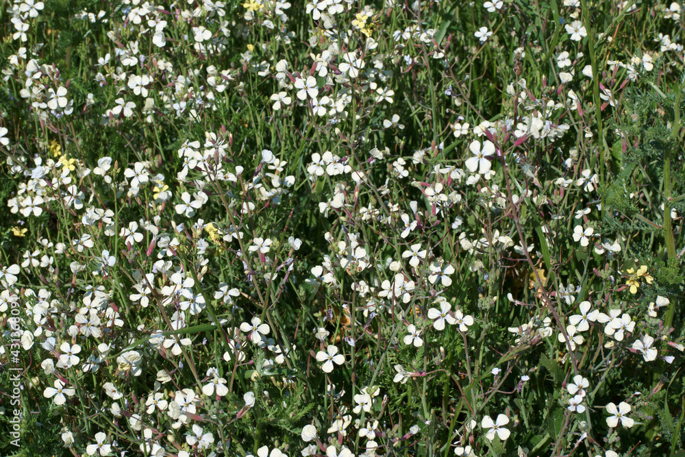 kwiaty rośliny wiosna flora płatki łąka  - obrazy, fototapety, plakaty 