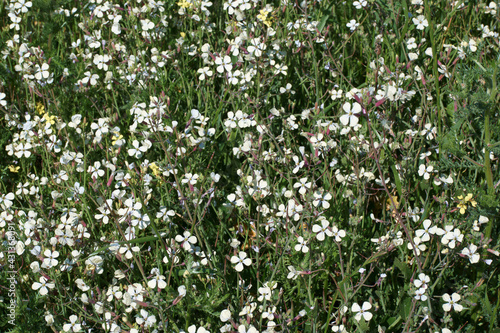kwiaty rośliny wiosna flora płatki łąka 