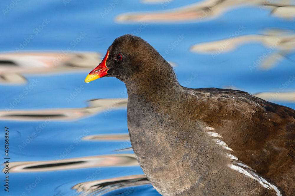Wild common moorhen close-up portrait. Black wading bird waterhen or swamp chicken with red eyes and bill with blue water in the background. Wild common moorhen close-up portrait. Black wading bird waterhen or swamp chicken with red eyes and bill with blue water in the background.