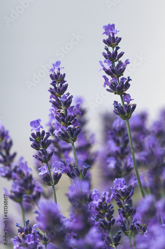 Beautiful flowers of blooming lavender close-up. Purple aromatic lavandula whorls with clean light background.