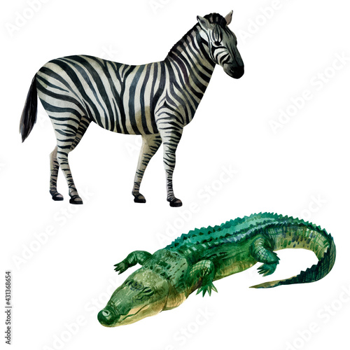 Watercolor illustration, set. African tropical animals hand-drawn in watercolor. Zebra, crocodile.