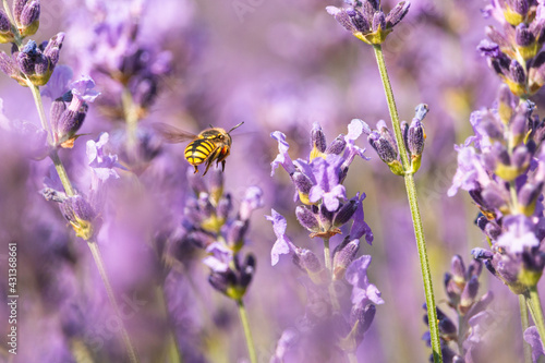 Fototapeta Naklejka Na Ścianę i Meble -  Yellow wasp flying among lilac lavender flowers. Purple aromatic lavandula blooming spikes with blurred violet background.
