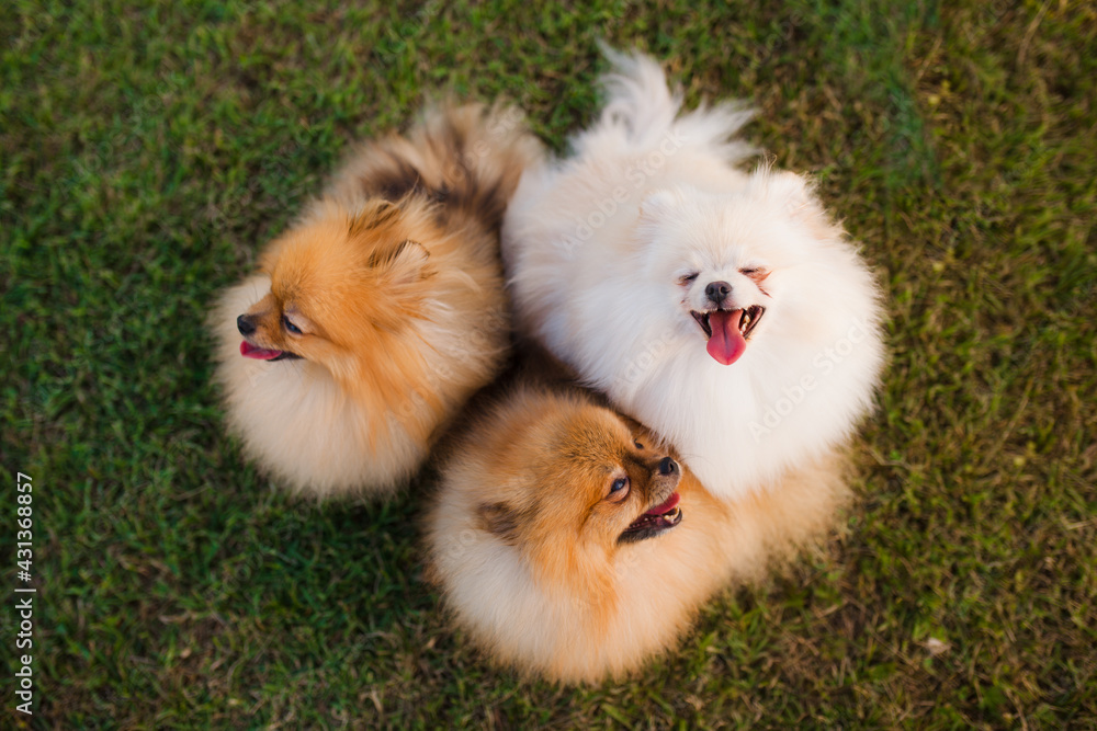 three Zverg Spitz Pomeranian puppies sitting on grass