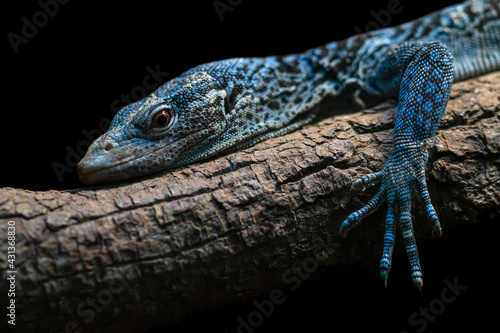 Blue tree monitor close up portrait isolated on black background. Threatened reptile species Varanus macraei. Beautiful blue colored lizard lying on the tree branch.