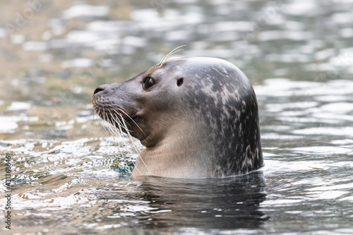 Common seal in the water with visible ear opening. Close-up portrait of the cute harbor seal (Phoca vitulina), side view.