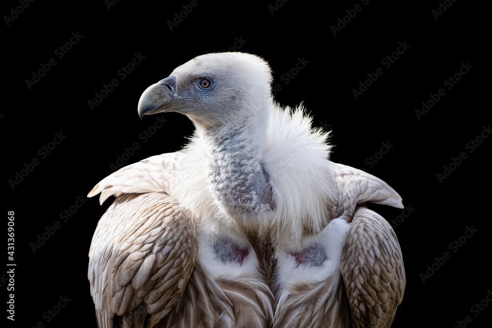 Himalayan vulture close-up portrait isolated on black background. Himalayan griffon vulture (Gyps himalayensis) is scavenger bird with huge bill, pale blue facial skin and head covered in down. Himalayan vulture close-up portrait isolated on black background. Himalayan griffon vulture (Gyps himalayensis) is scavenger bird with huge bill, pale blue facial skin and head covered in down.