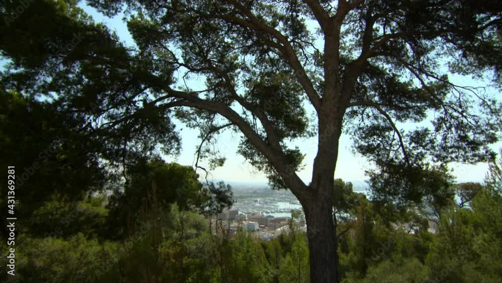 Tilt Down Through The Branches Of A Tall Pine Tree With A Small Glimpse Of A Port City In The Distance On A Bright Sunny Day - Mallorca, Spain Tilt Down Through The Branches Of A Tall Pine Tree With A Small Glimpse Of A Port City In The Distance On A Bright Sunny Day - Mallorca, Spain