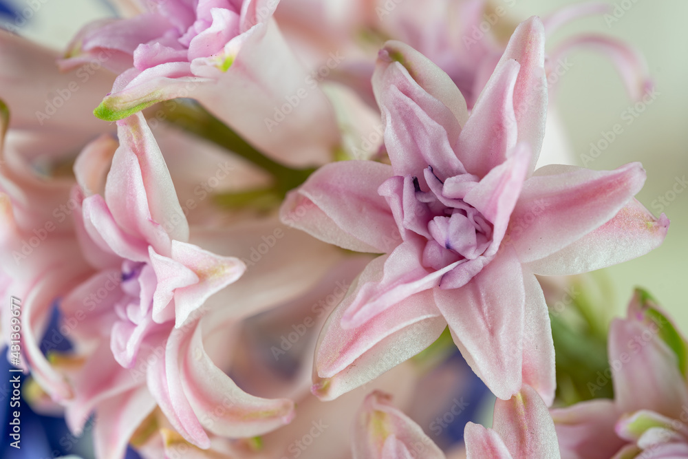 Hyacinth pink close-up, macro