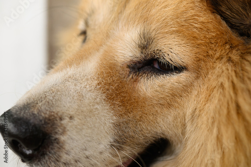 Closeup portrait of Native dog (Bang Kaew Thai dog) © grooveriderz