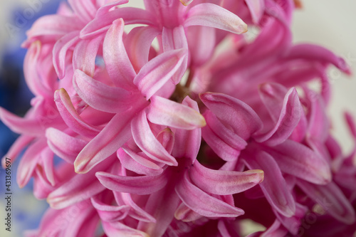 Hyacinth pink close-up, macro
