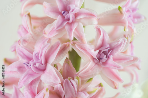 Hyacinth pink close-up, macro