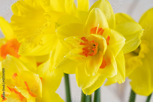 Beautiful yellow daffodil with an orange middle