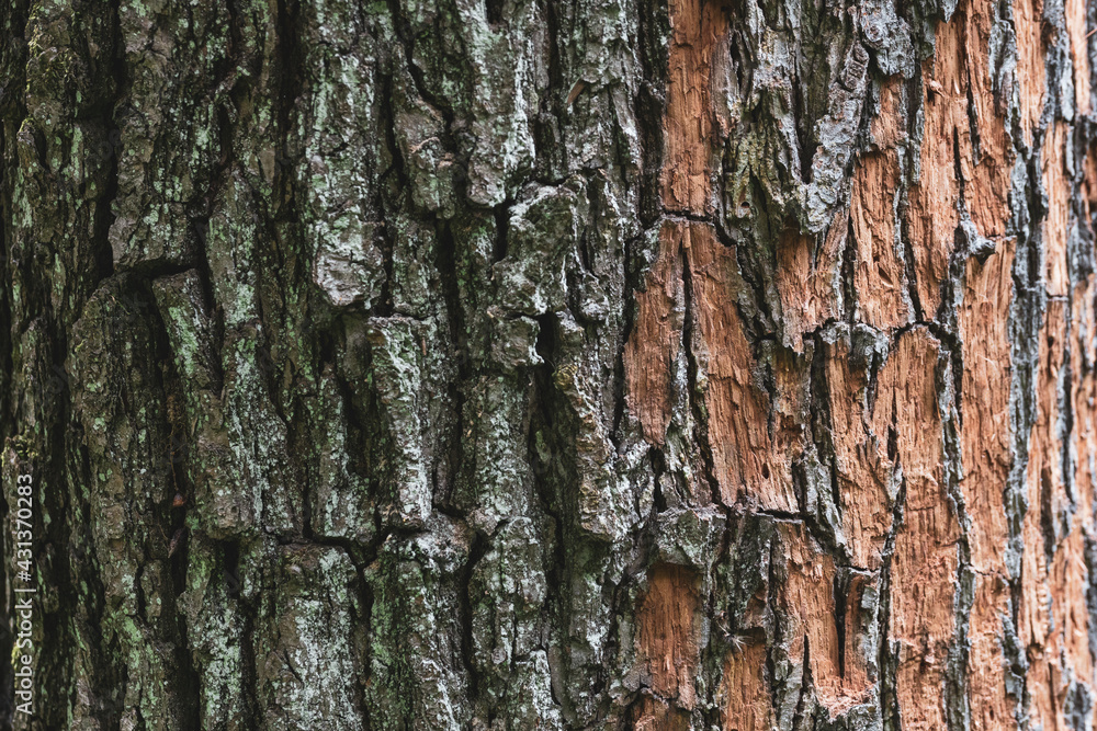 Tree bark texture close-up. Brown bark of the tree trunk covered with lichen and partially peeled off. Tree bark texture close-up. Brown bark of the tree trunk covered with lichen and partially peeled off.