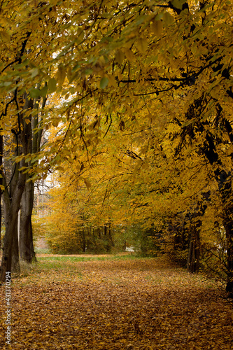 Autumn in the Park. Beautiful autumn calm nature landscape. Concept of beauty of autumn nature.