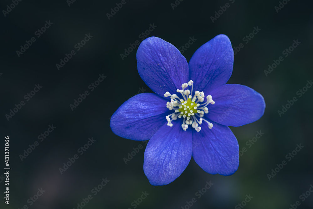 Blue anemone hepatica. Blue anemone hepatica.