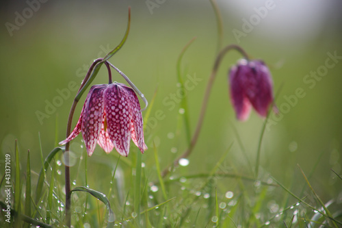 Snake's head fritillary (Fritillaria meleagris) close-up view growing in field photo