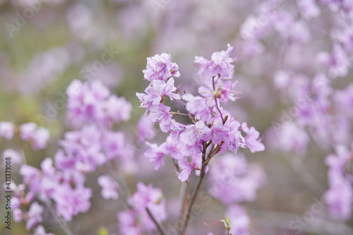 Delicate pink bush close up. Spring time. Season background with copy space. Botanical garden in april.