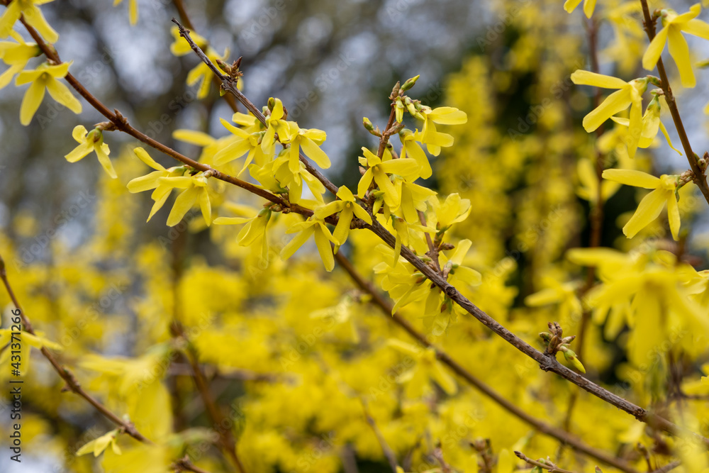 Yellow flower branch of Forsythia europaea (Golden Bell, Border Forsythia) Yellow flower branch of Forsythia europaea (Golden Bell, Border Forsythia)