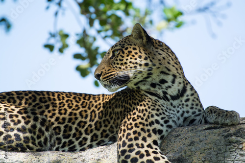 Tree climbing leopard relaxing and overlooking the landscape at Serengeti National Park  Tanzania  Africa.