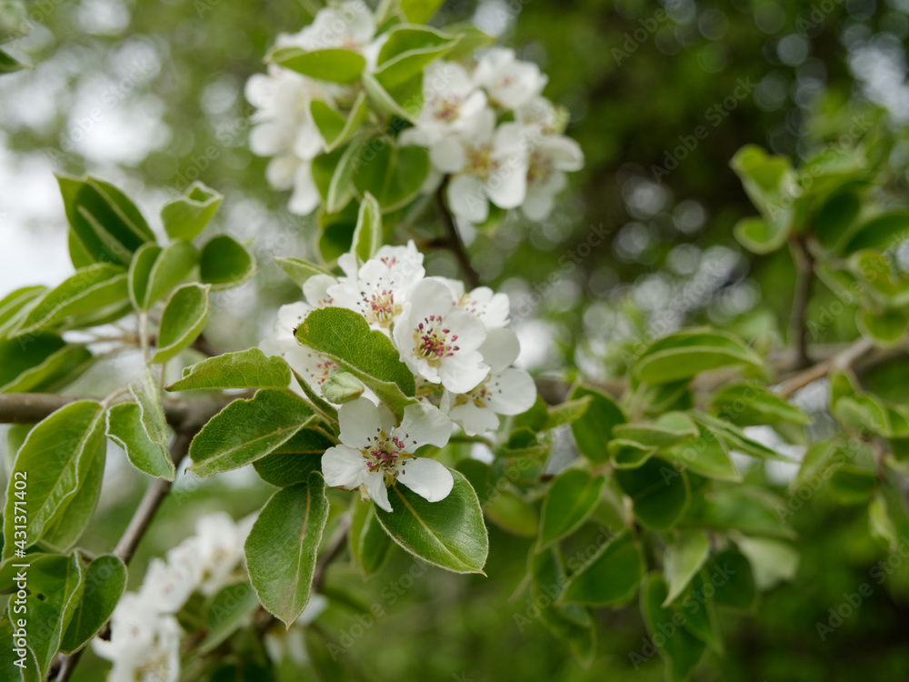Nahansicht Blühender Birnenbaum Nahansicht Blühender Birnenbaum