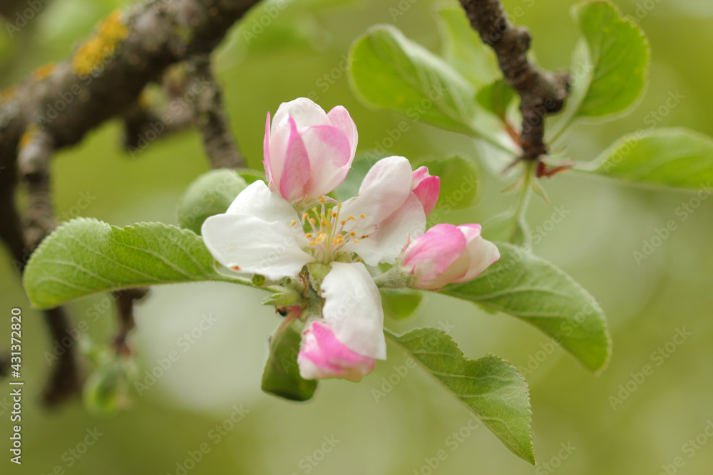Obraz premium pear blossom