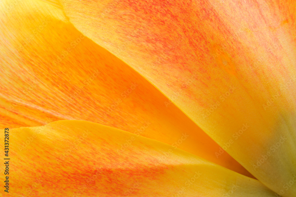 Closeup of orange tulip - obrazy, fototapety, plakaty 
