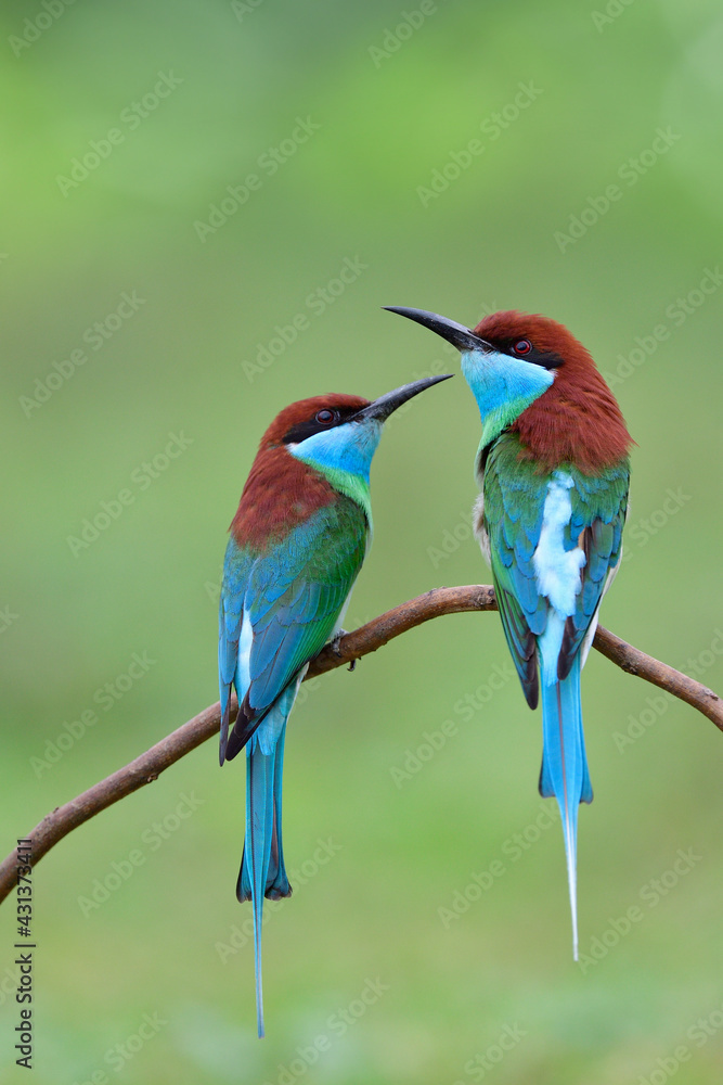 pair of Blue-throated bee-eater perching on stick catching flying wasp in open land during migration to Thailand pair of Blue-throated bee-eater perching on stick catching flying wasp in open land during migration to Thailand