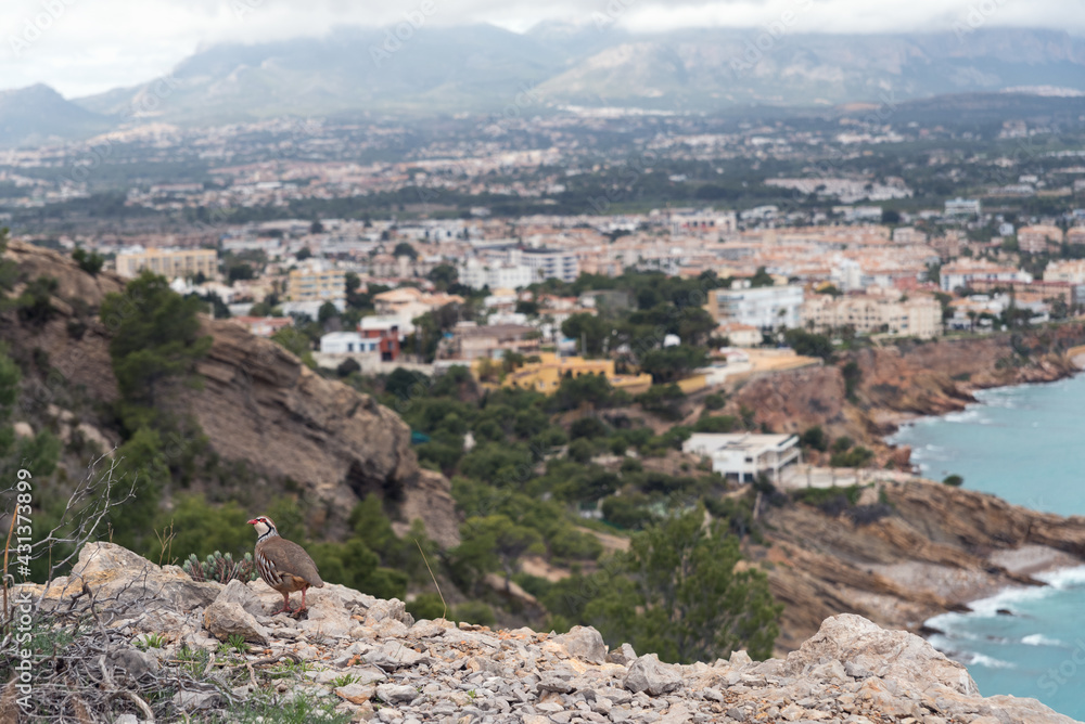 Obraz premium Red partridge in its natural environment, the Mediterranean sea and a city appear in the background out of focus.