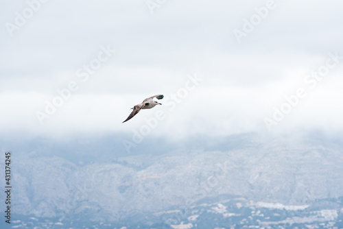 Gull of the species Larus michahellis michahellis flying over the sea with the mountains in the background in the Mediterranean area in Spain.